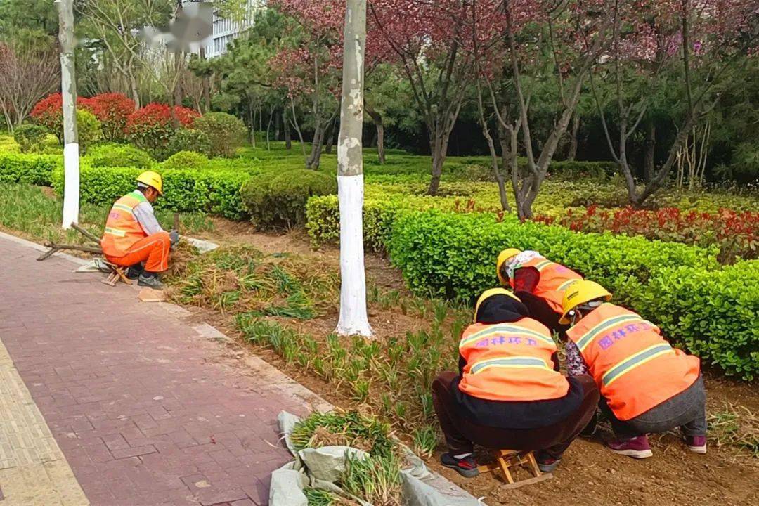 文明管養樹標桿丨"植綠補綠"助力全國文明城市創建_綠化_